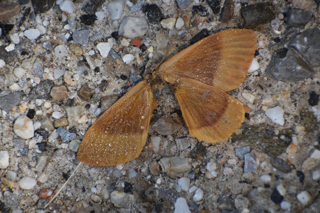 Lasiocampa quercus, femmina